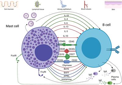 Mast Cell Modulation of B Cell Responses: An Under-Appreciated Partnership in Host Defence